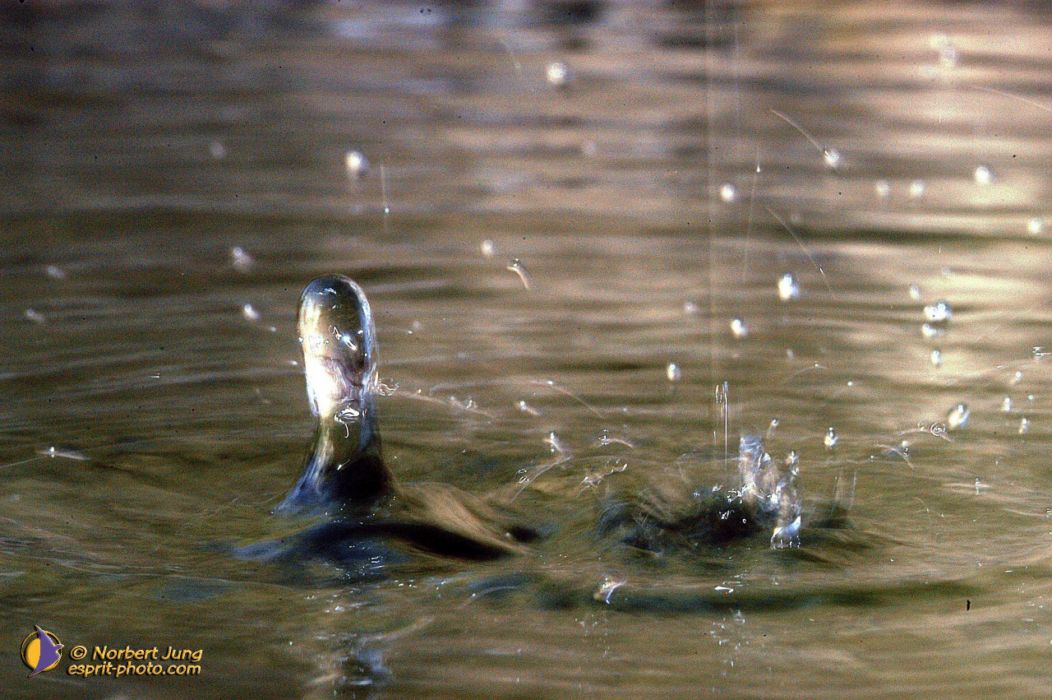 Nom de l'image : D1035156-01_(c)Norbert-JUNG — Description :